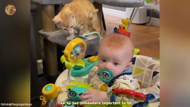 Ohio Family Brings Home Orange Kitten, But The Tiny Cat Soon Decides He Is Actually A Human Child