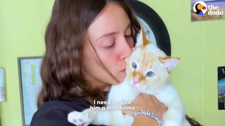 NY Cat Tossed From Moving Car Reveals Adorable Quirk That Captures His Rescuer’s Heart