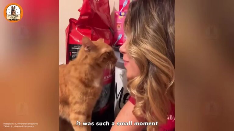 North Carolina Woman Reaches Into A Shy Shelter Cat’s Cage And Is Left In Tears By His Next Move