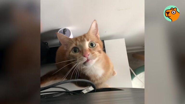 California Woman Adopts A “Calm” Kitten, But His True Personality Leaves Her Other Cats Stunned