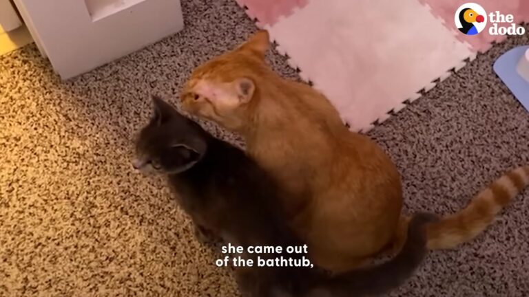 California Woman Spots Shy Stray Outside, Then An Unexpected Orange Cat Shows Up With A ‘Plan’
