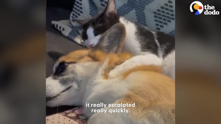 NY Woman Brought Home A Stray Kitten, But Her Corgi’s Reaction Left Her Completely Stunned