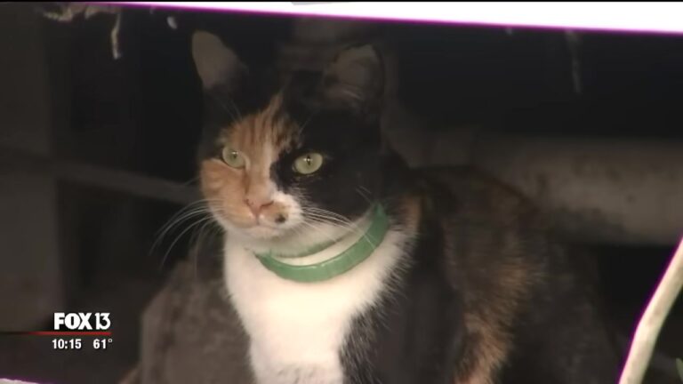 Florida Cat Senses Danger In The Middle Of The Night And Gives Her Family One Of Her Nine Lives