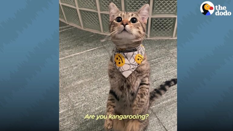 Texas Kitten Found Wandering Alone Develops A Hilarious Habit To Get Her Family’s Attention