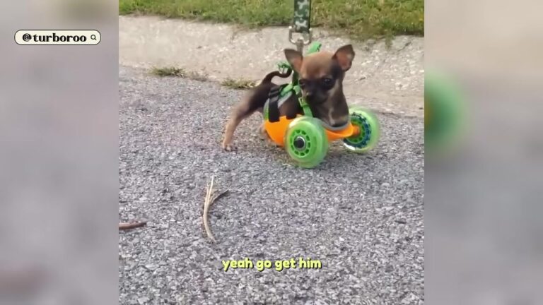 California Engineer Hears About Tiny Chihuahua’s Struggle And Ships A Beautiful Surprise