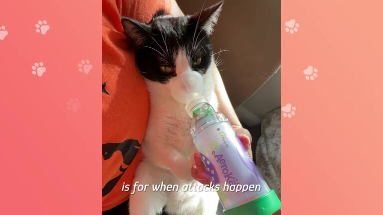 Kitten Thrown In A Dumpster In New Jersey Finds A Lifesaver Who Helps Him Breathe Easier