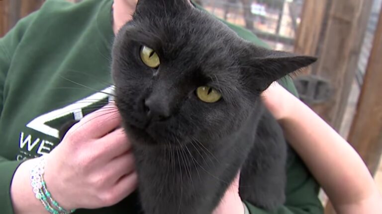 Colorado School Cat Vanishes In The Night Before Community’s Desperate Search Leads To A Tearful Reunion