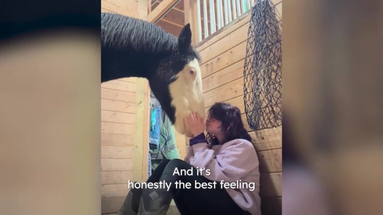 Texas Horse Was Returned Three Times, But One Woman Refused To Give Up On His Broken Spirit