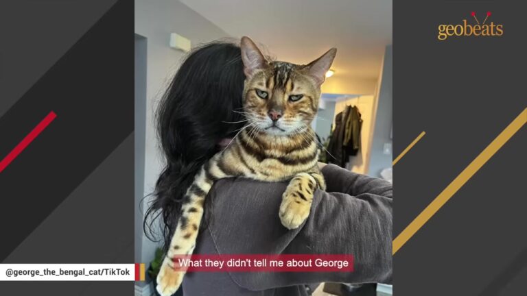Pennsylvania Cat Was Labeled Too Aggressive To Save Until One Woman Tried An Unusual Approach
