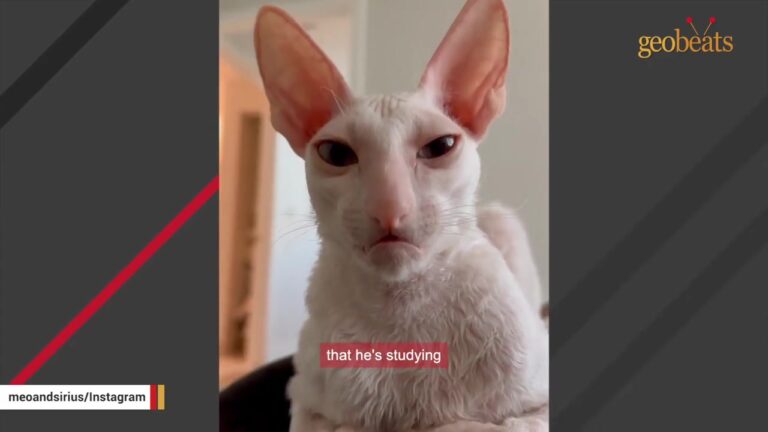 Florida Woman Adopts A Grumpy Alien-Like Cat And Uncovers His Beautiful Hidden Talent