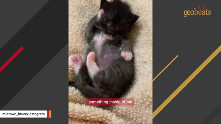 California Volunteer Checks A Dumpster On A Hunch And Finds A Tiny Soul Who Refuses To Give Up