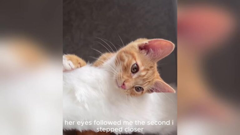 Illinois Kitten Had Exactly Six Hours Left Until A Stranger Made A Choice That Changed Everything