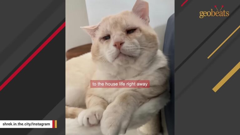 Arizona Cat Left Out By His Colony Finally Gets A First-Class Ticket To A New Life