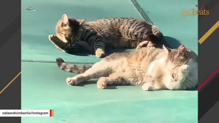 New York Feral Cat Stood Guard Over His Best Friend, Then Changed Her Life Forever