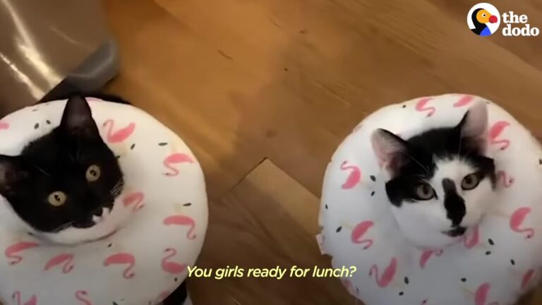 Michigan Kittens Were Inseparable In Foster Care, Then Their Family Discovered Their Hilarious Routine
