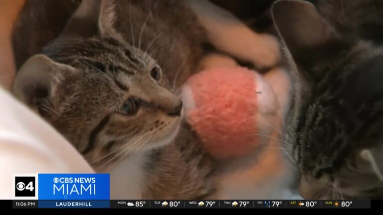 Woman Caught On Camera Dumping Kittens In Florida Park, Thankfully Someone Nearby Was Watching