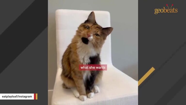 Texas Shelter Mistook An Orange Cat For A Boy, Setting Up A Miracle That Saved Six Lives