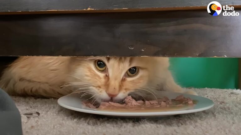 Michigan Cat Broke Windows To Survive Winter Until One Simple Snack Changed His Life