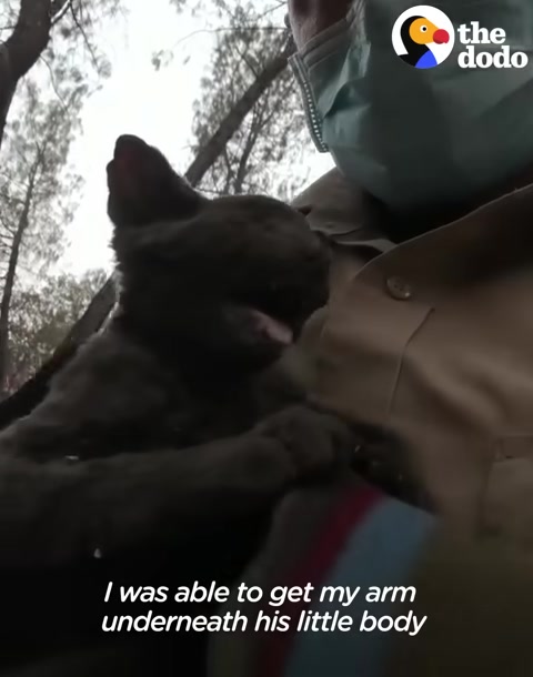 California Kitten Found In Melted Car Makes A Choice That Changes His Life Forever
