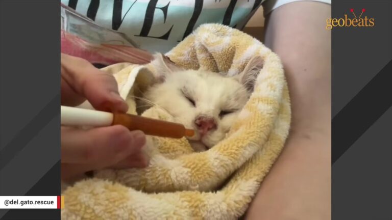 California Cat Lived On The Streets For A Decade Until A Heartbreaking Loss Changed His Fate