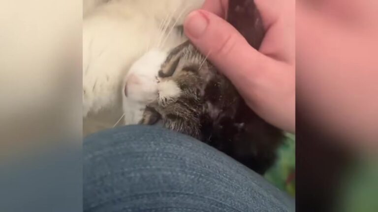 Ohio Widower Adopts Shelter’s Most Guarded Cat, And Months Later She Refuses To Let Him Sleep