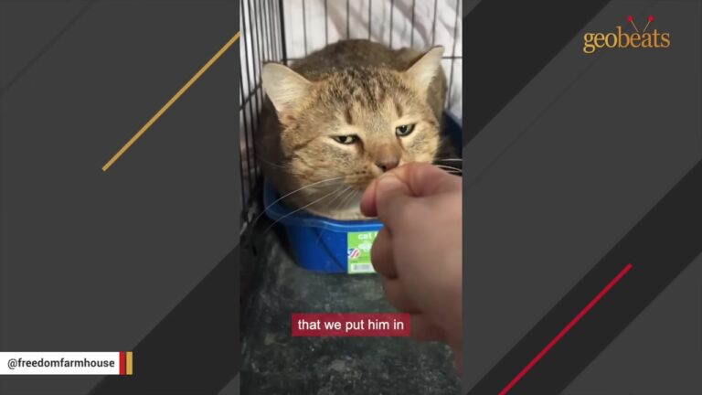 Cat Found Freezing Outside Workplace In NY Becomes The Exact Comfort A Grieving Woman Needed