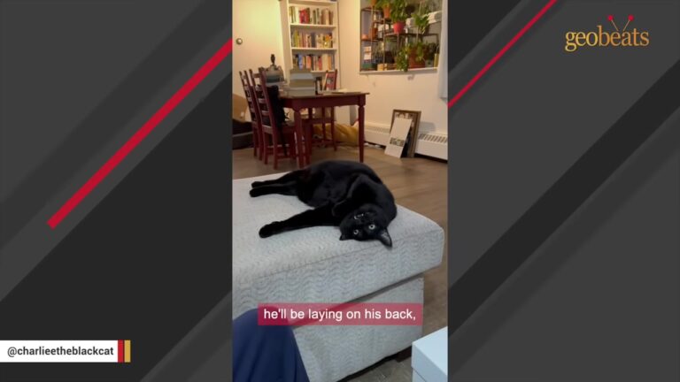 Cat Was Almost Euthanized Over A Broken Leg, But California Rescue Swooped In To Change Everything