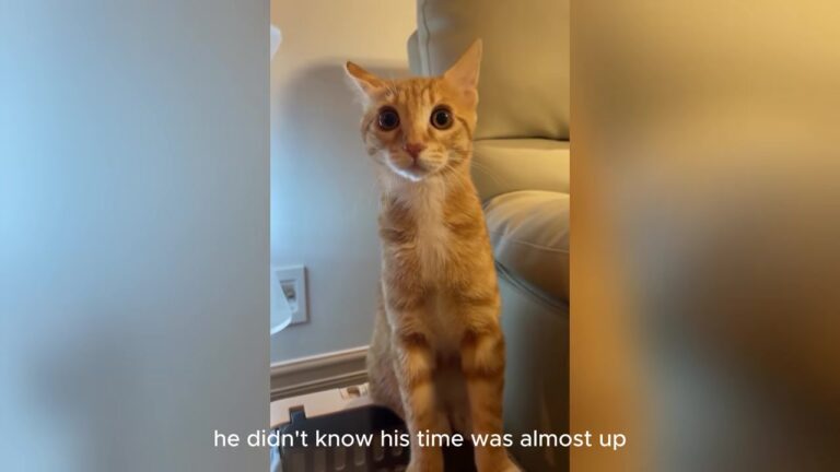 Woman Visits Ohio Shelter To Donate Blankets, But One Tabby’s Stare Changes His Fate Just In Time