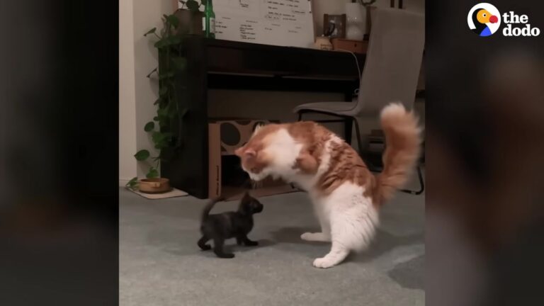 Texas Vet Nurse Rescues Cat With Fused Elbows And Is Amazed By His Bond With Tiny Foster Kitten