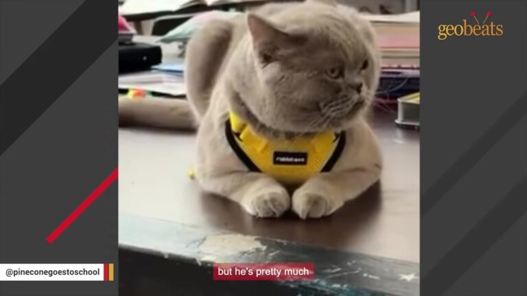 Rhode Island Teacher Brings Her Cat To School, And He Instantly Becomes A Celebrity