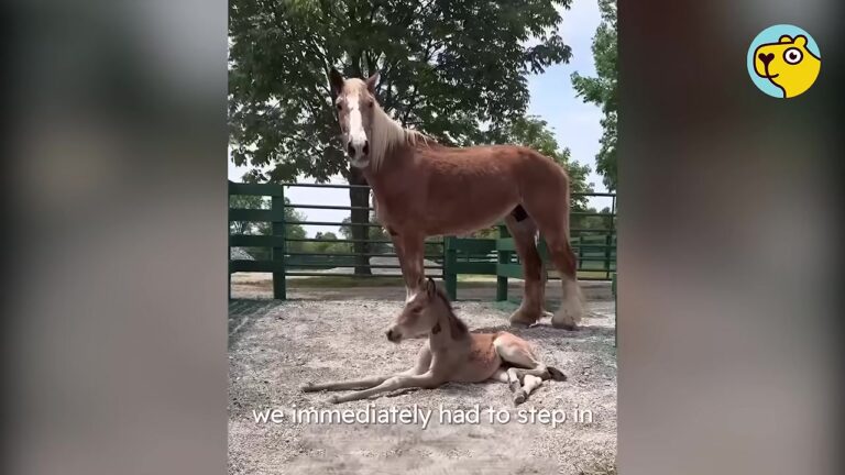 Rescue Hears About Rejected Foal At Kentucky Auction, But Older Mare’s Reaction Leaves Them Stunned