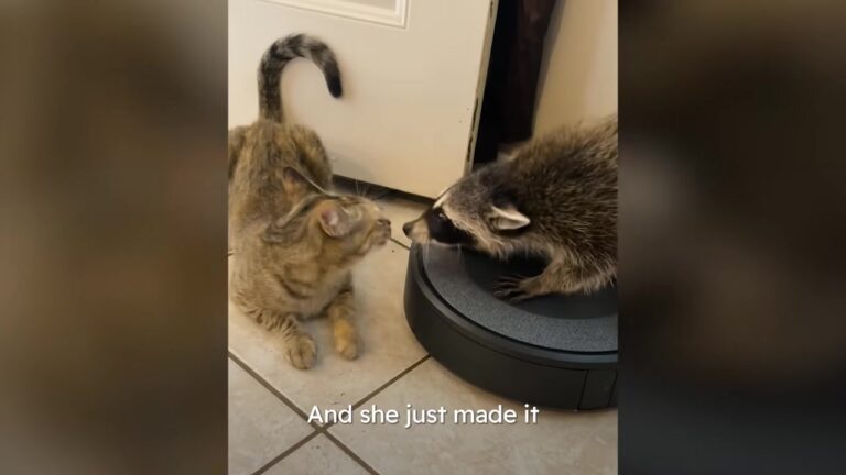 Georgia Wildlife Rehabber Raises Orphaned Raccoon, Then A Cat Leads Her To Her True Calling