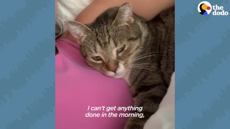 New York Cat Who Refused To Be Touched Surprises Her Foster Mom With A Very Clingy Routine