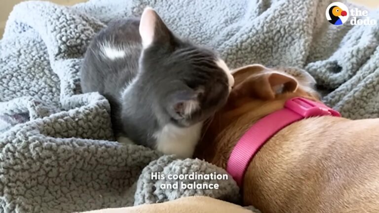 California Family Fosters A Wobbly Kitten And Are Completely Stunned By His Bond With Their Dog
