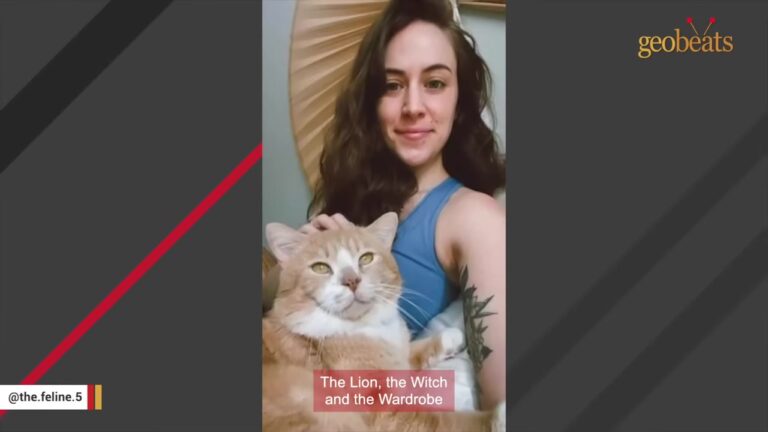 NY Couple Feeds Stray Cat, But It’s The Timid Friend He Brings Inside That Truly Melts Their Hearts