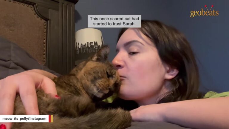 New York Woman Meets 15-Year-Old Deaf Cat Everyone Gave Up On, Then Watches Her Age Backwards