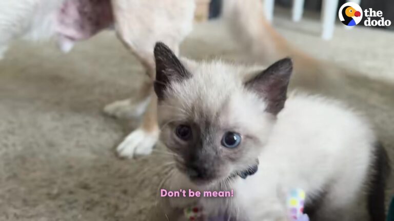 Woman Finds A Tiny Kitten In Texas Road And Discovers A Whole New Kind Of Motherhood