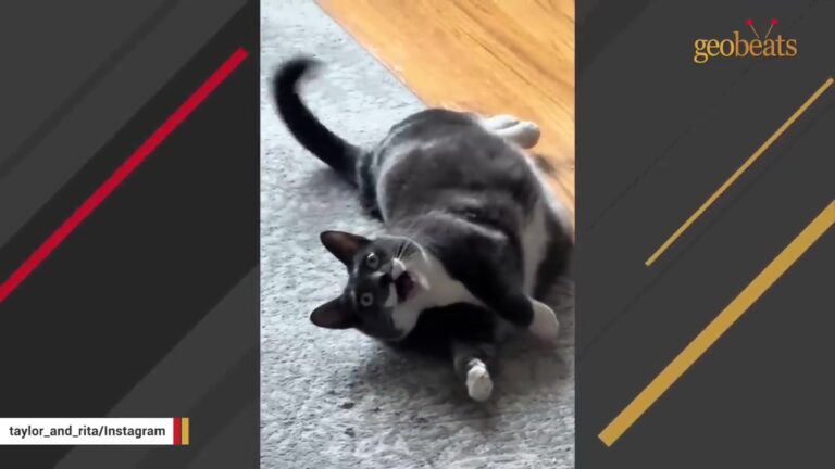Ohio Cat Adopted As A Playmate Has A Hilarious Quirk Her Family Never Expected