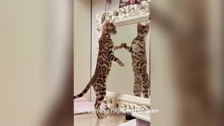New York Woman’s $5,000 Exotic Kitten Screamed For Days, Then Came A Breeder’s Confession