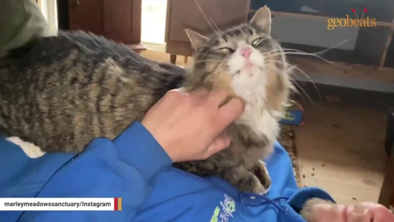 New Jersey Rescue Finds Scary-Looking Stray At Feed Store And His Personality Leaves Them Stunned