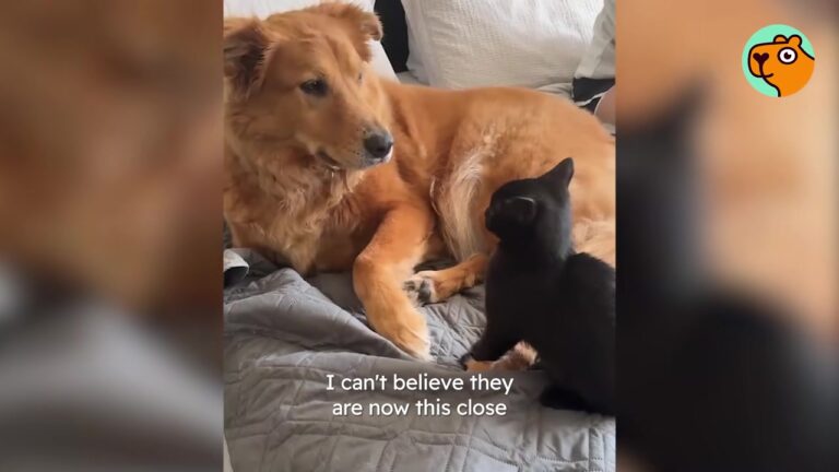 California Dog Was An Only Child Until A Tiny Rescued Kitten Showed Up And Changed Everything