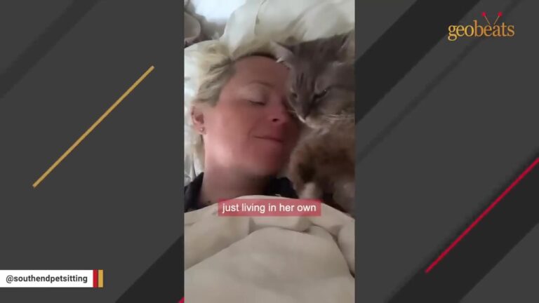 Pennsylvania Cat Lived 12 Years In A Rabbit Cage, Then One Woman Gave Her The World