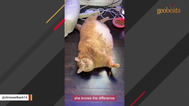 Cat Arrived At Ohio Shelter Weighing 25 Pounds And Her Foster Family Made A Beautiful Promise