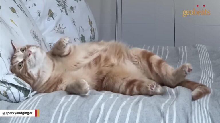 Cat Returned To Seattle Shelter Without Her Siblings Gets The Loving Home She Always Wanted