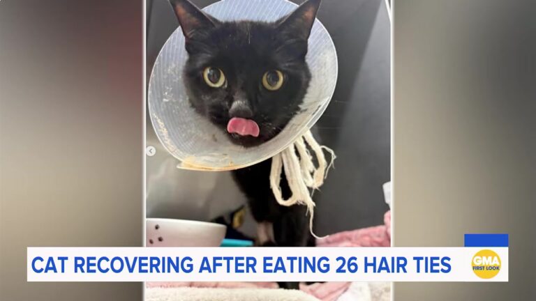 Florida Cat Faces Euthanasia Over Mysterious Blockage, Then Surgery Reveals Unbelievable Secret