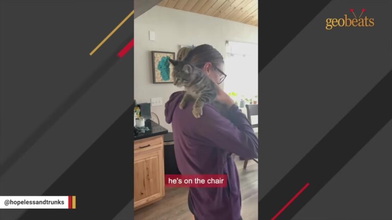 Kitten Found Alone Under A House In Nevada Develops A Breathtaking Way To Show His Trust