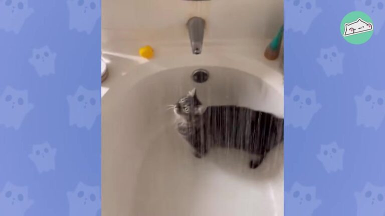 Pennsylvania Rescue Cat Hears The Bathtub Turn On And Reveals A Quirky Habit That Stuns Her Mom