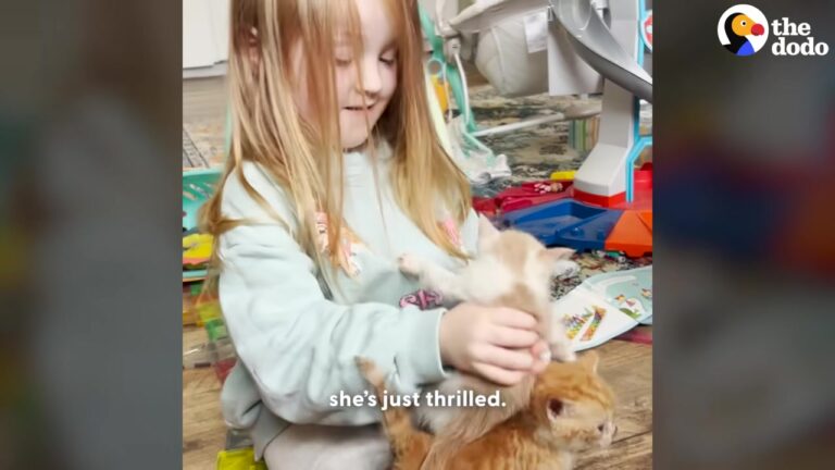 Texas Girl Learns Three Kittens Lost Their Mom And Decides To Take Over The Job Herself