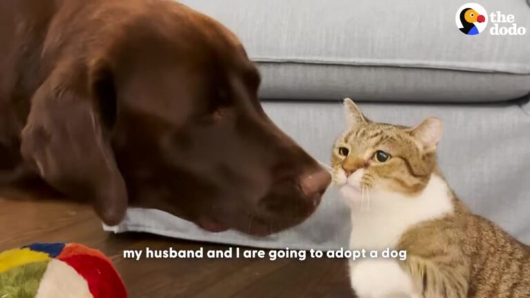 Florida Cat Hated Other Animals Until One Strange Friendship Took Her By Surprise