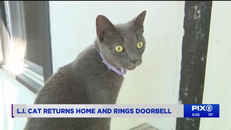 NYC Cat Goes Missing After A Move, But A Late-Night Camera Notification Leaves Her Family Gasping